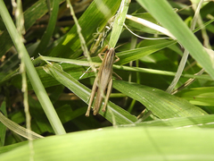Amblytropidia australis