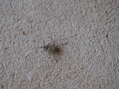 Oedopeza ocellator
