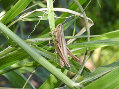 Amblytropidia australis