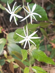 Jasminum adenophyllum
