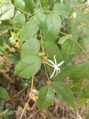 Jasminum adenophyllum