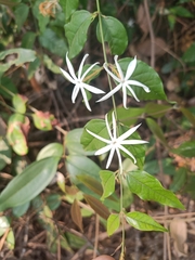 Jasminum adenophyllum