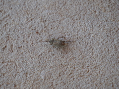 Oedopeza ocellator