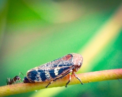 Eurymeloides punctata