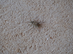 Oedopeza ocellator