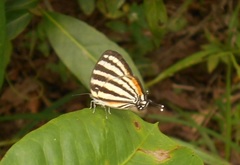 Arawacus lincoides