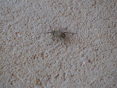 Oedopeza ocellator