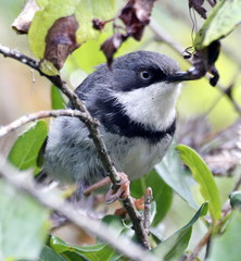 Apalis thoracica claudei