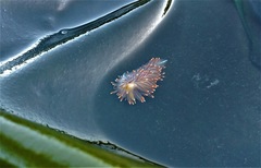 Antiopella fusca image