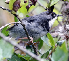 Apalis thoracica claudei