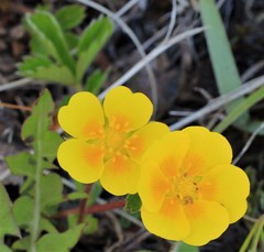 Potentilla stolonifera