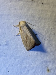Amolita obliqua