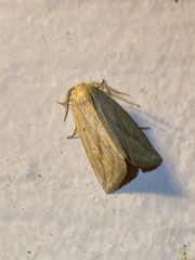 Amolita obliqua