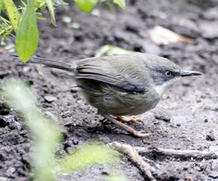 Apalis thoracica claudei