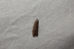 Aphomia sapozhnikovi