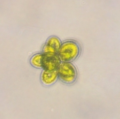 Coelastrum