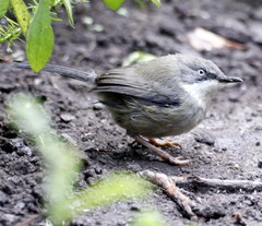 Apalis thoracica claudei
