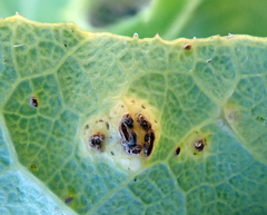 Puccinia embergeriae
