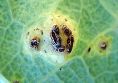 Puccinia embergeriae