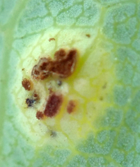 Puccinia embergeriae