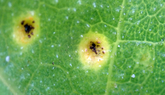Puccinia embergeriae