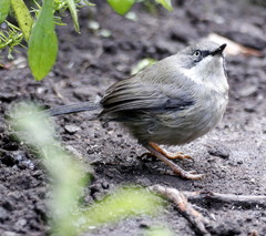 Apalis thoracica claudei