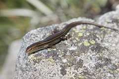 Pseudemoia pagenstecheri