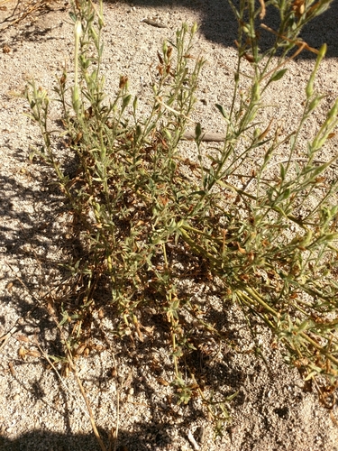 Nicotiana quadrivalvis var. wallacei