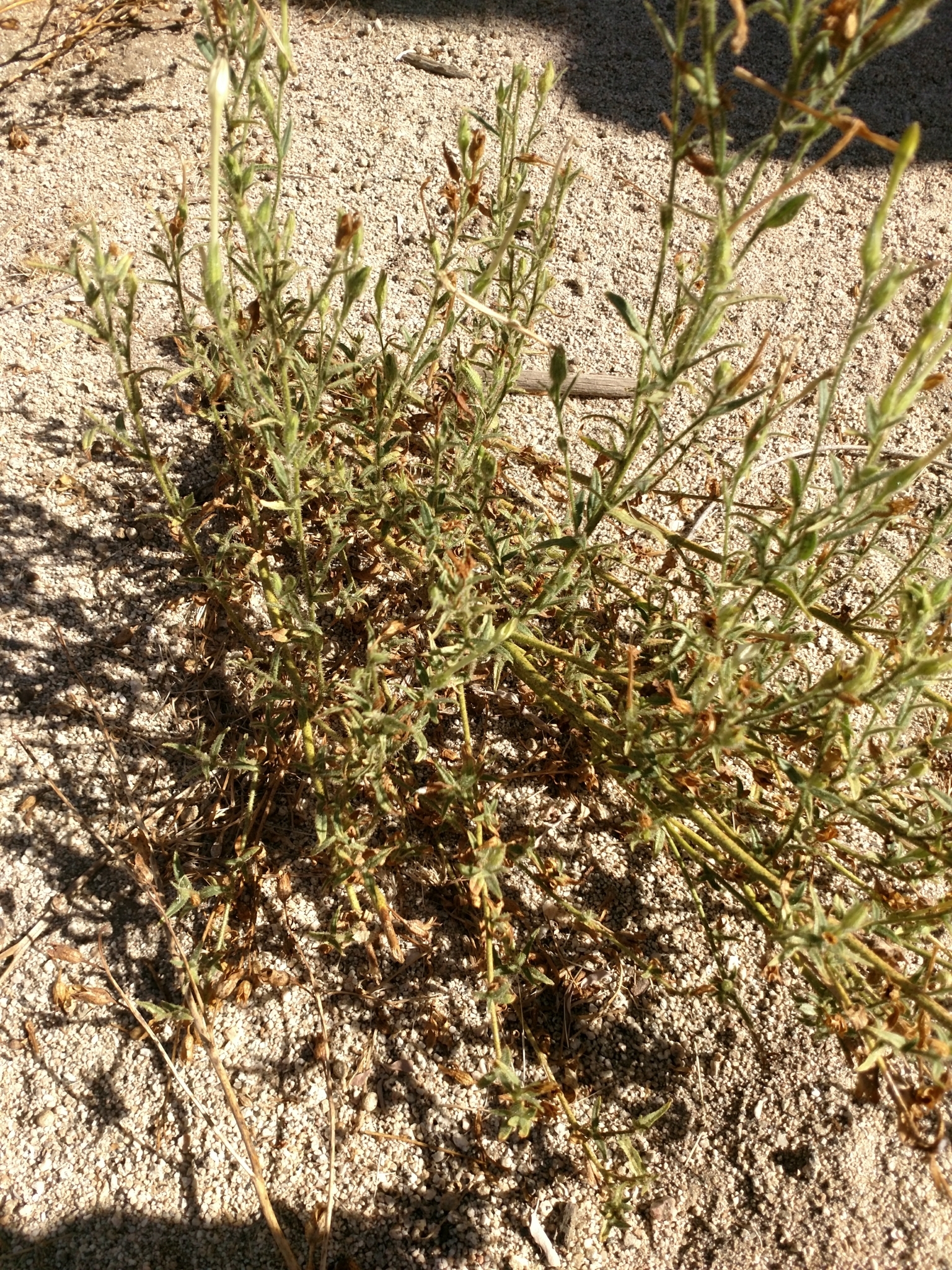 Nicotiana quadrivalvis var. wallacei