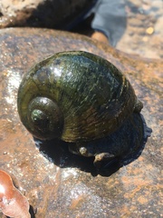 Pomacea megastoma
