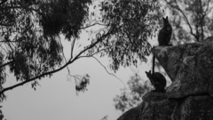 Herbert's Rock-Wallaby photo 4