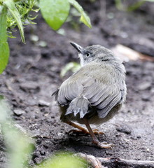 Apalis thoracica claudei