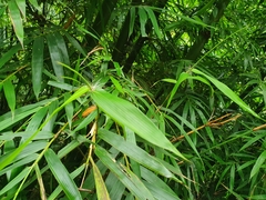Bambusa pachinensis