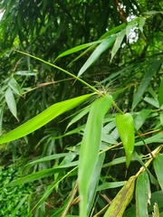 Bambusa pachinensis