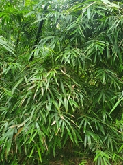 Bambusa pachinensis