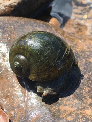 Pomacea megastoma