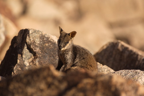 Brush-tailed Rock Wallaby