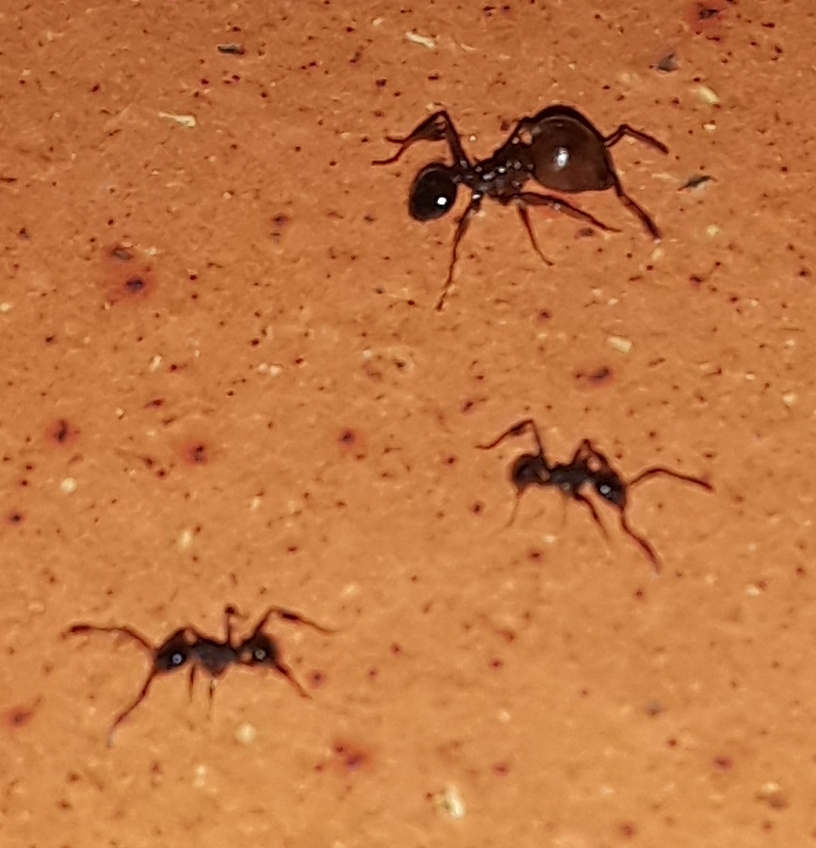 Pheidole tristis