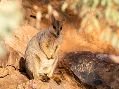 Purple-Necked Rock-Wallaby photo 5
