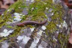 Plethodon dorsalis