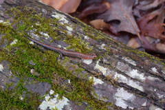 Plethodon dorsalis
