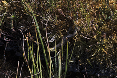 Eulamprus kosciuskoi