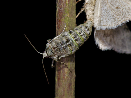 Small Phigalia Moth photo 6