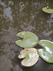 Nymphoides indica