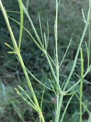 Kohautia caespitosa brachyloba