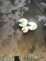 Nymphoides indica
