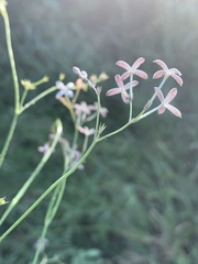 Kohautia caespitosa brachyloba