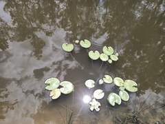 Nymphoides indica