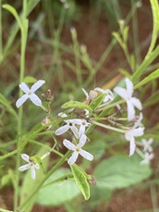Kohautia caespitosa brachyloba