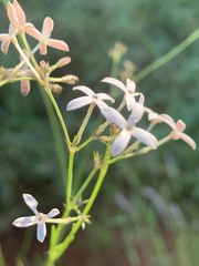 Kohautia caespitosa brachyloba